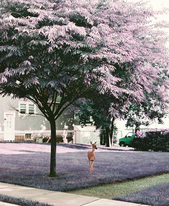 LomoChrome Purple 35mm ISO 100-400