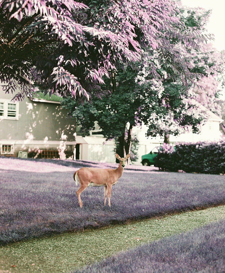 LomoChrome Purple 35mm ISO 100-400