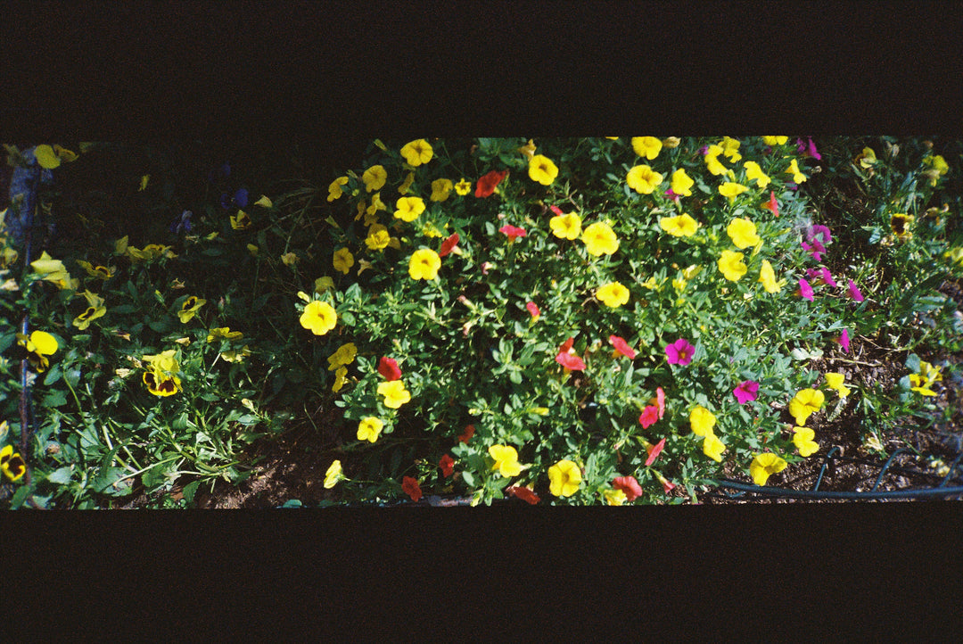 Minolta Freedom Vista QD (panoramic point-and-shoot) (film tested!)